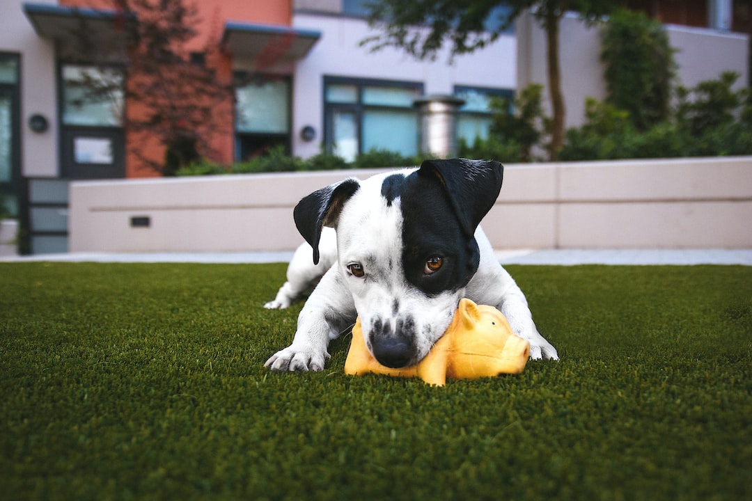 Zabawki edukacyjne dla psów – gwarancja aktywności i rozwijania umiejętności Twojego pupila